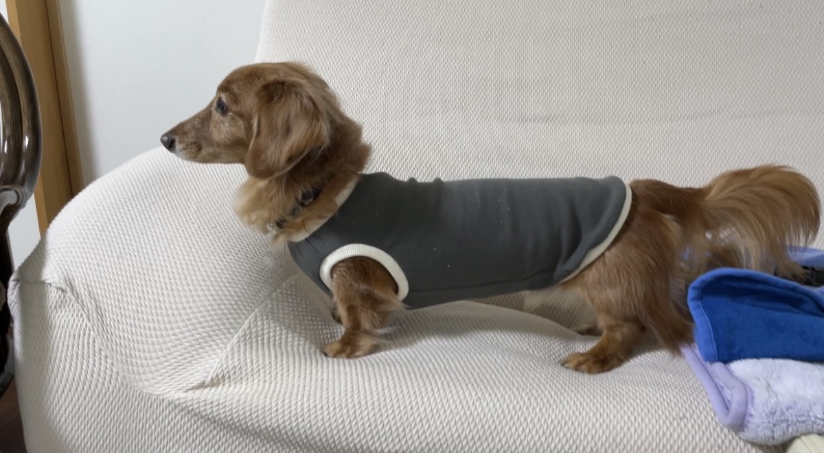 犬服ギャラリー